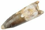 Fossil Spinosaurus Tooth - Real Dinosaur Tooth #367991-1